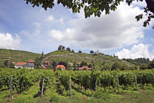 Weinreben an den Elbhängen von Radebeul