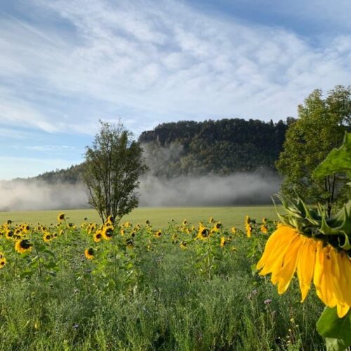 Blühendes Sonnenblumenfeld vor dem Lilienstein in der Sächsischen Schweiz