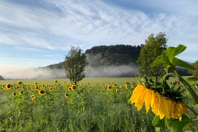 Blühendes Sonnenblumenfeld vor dem Lilienstein in der Sächsischen Schweiz